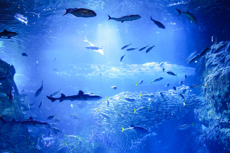 Discover the wonders of the ocean at Enoshima Aquarium in Kamakura, Japan