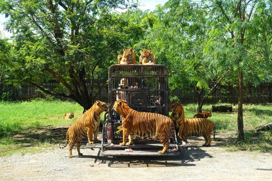 Wonders of Thailand Image