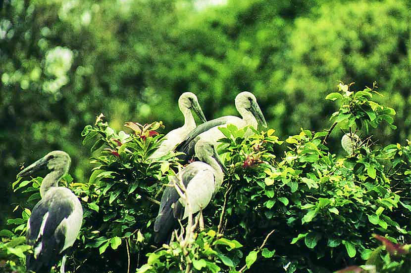 Pakshipathalam Bird Sanctuary Overview
