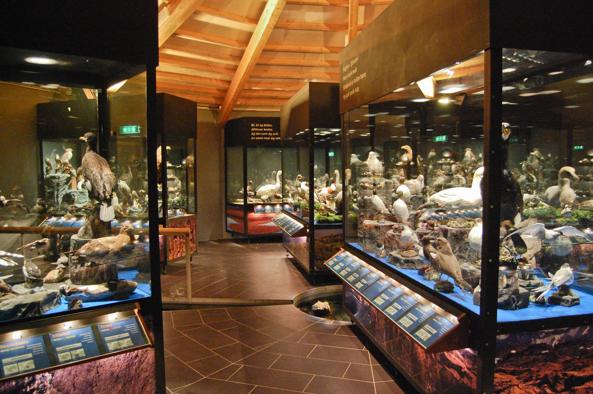 Learn More About The Birds at Sigurgeir’s Bird Museum