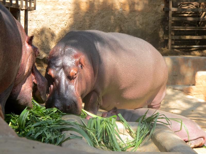 Hippo Mysore Zoo