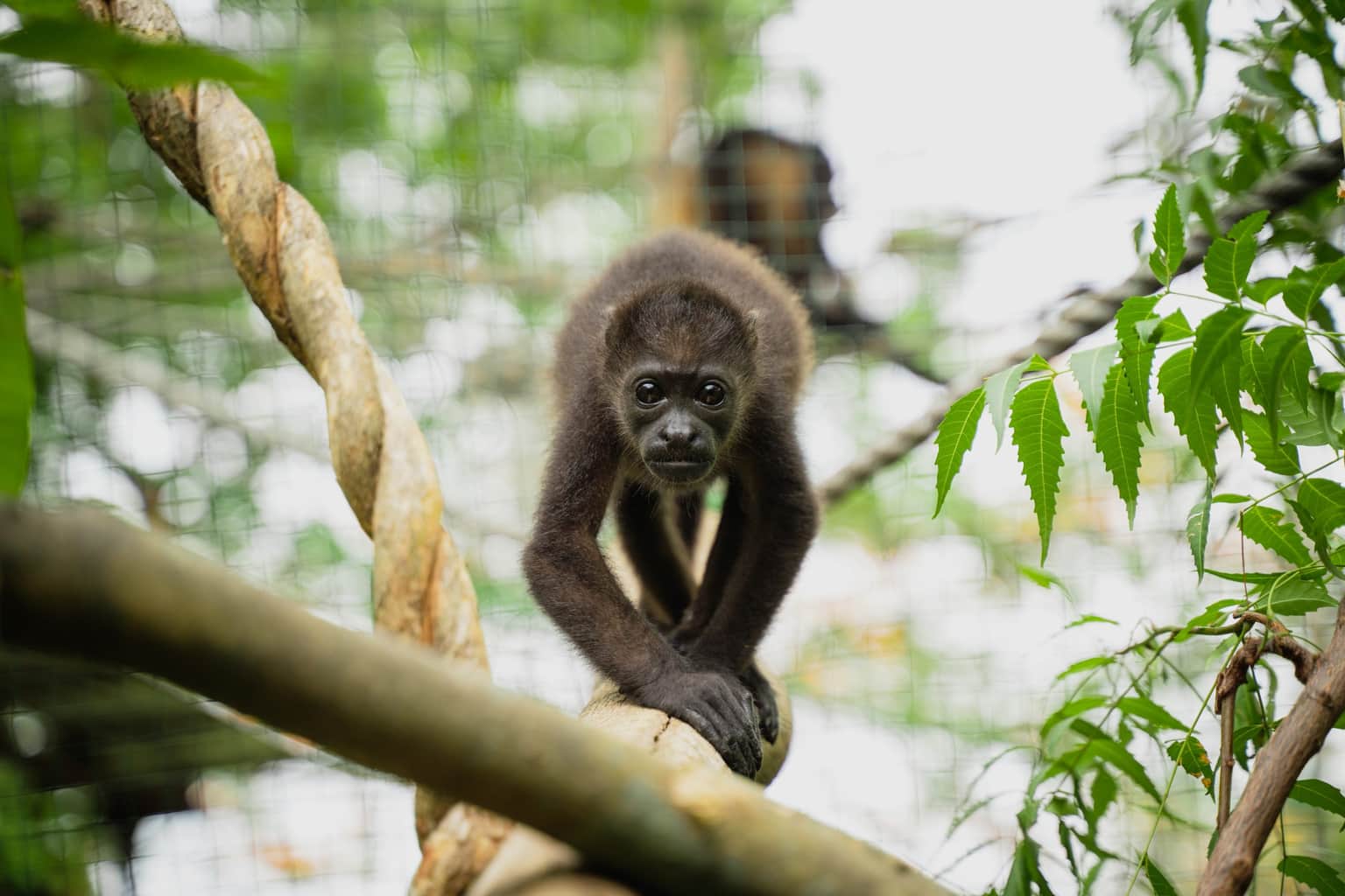 Sibu Wildlife Sanctuary, <em>Costa Rica</em>