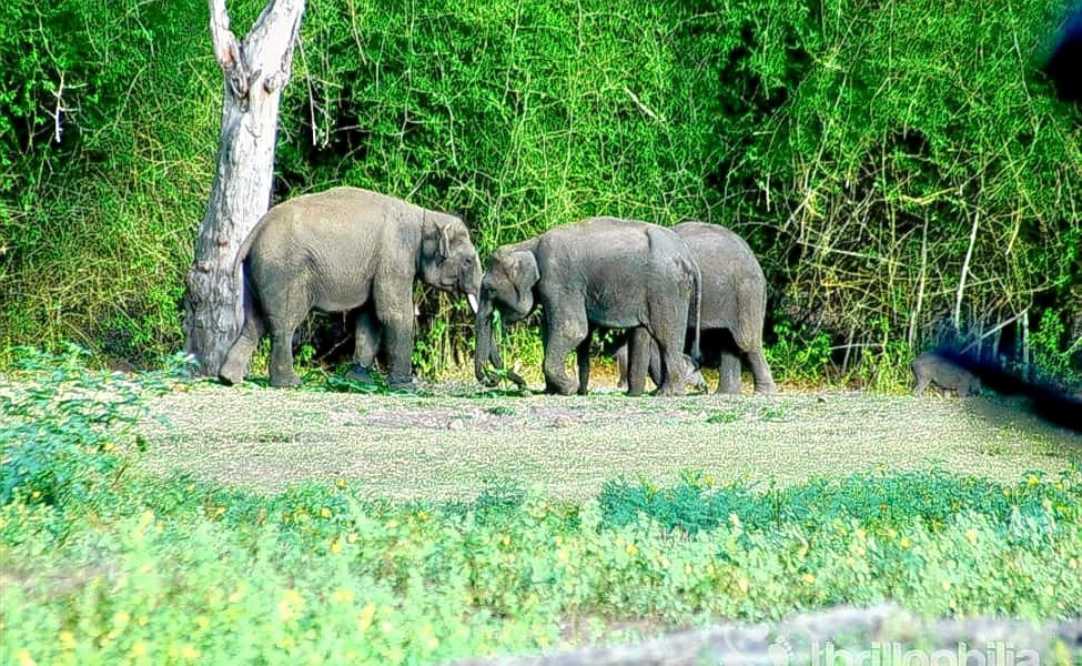 Bandipur National Park Safari Package Image