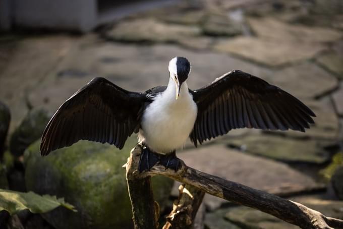 Waterfowl, black white bird spreading its wings, preparing to fly.