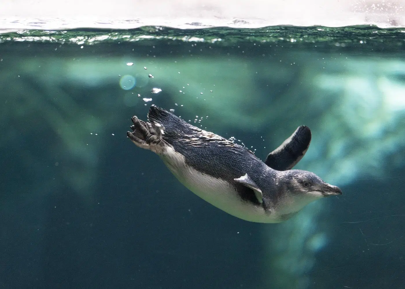 Antarctic habitat display at International Antarctic Centre