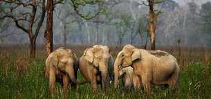 Mc0sk94yedszlapsqi5pei60kwep wild life   assam