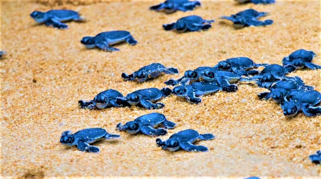Visit the turtle nesting spot