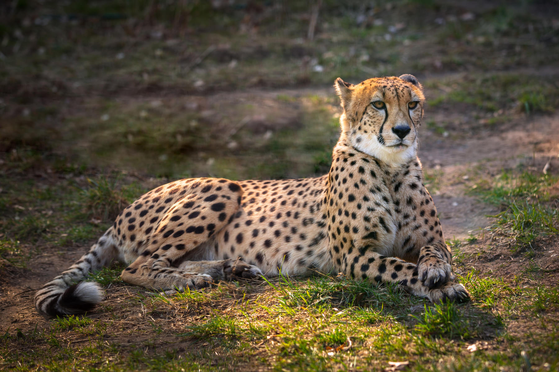 Interact with cheetah the fastest mammal on land