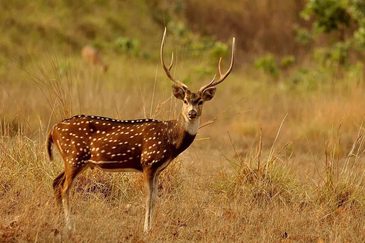 Witness the Wildlife at Neyyar Wildlife Sanctuary