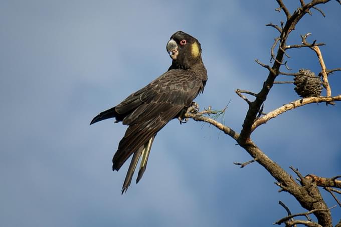 Birdworld Kuranda Australia Tickets