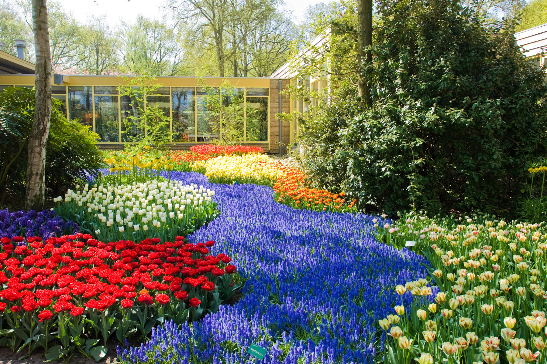 See a range of vibrant flowers in the Keukenhof Gardens