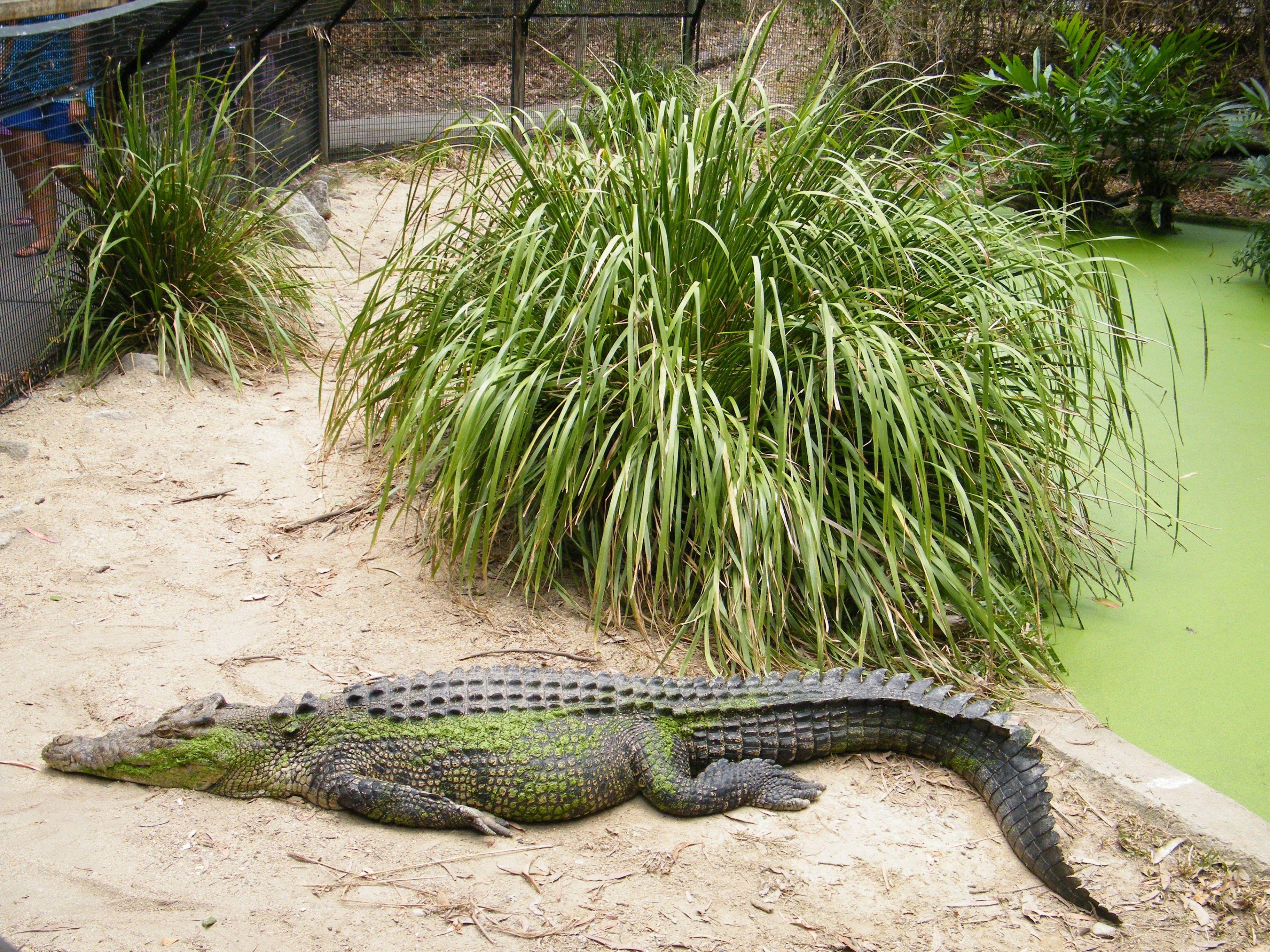 Hartley's Crocodile Adventures