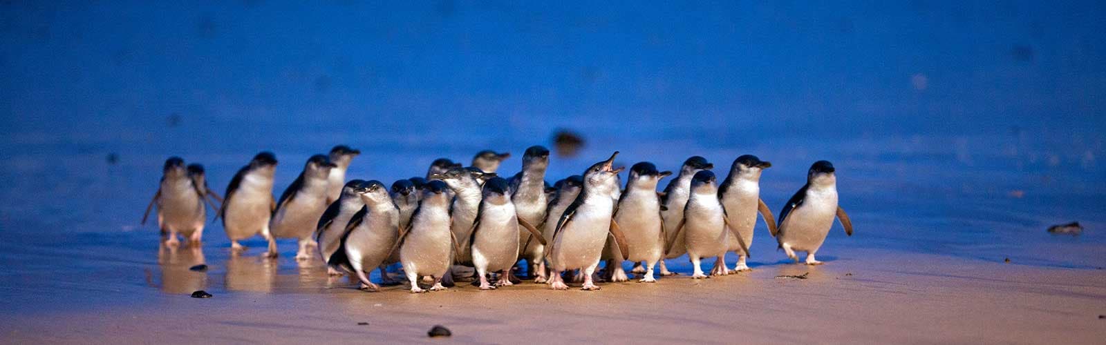 Scintillating Tour to Australia Image