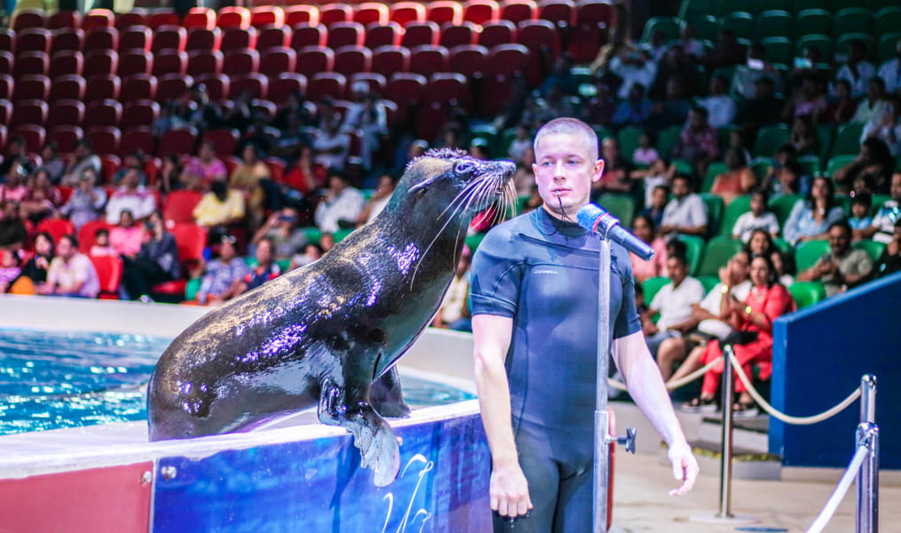 Watch the seals interact and perform in coordination with the trainers