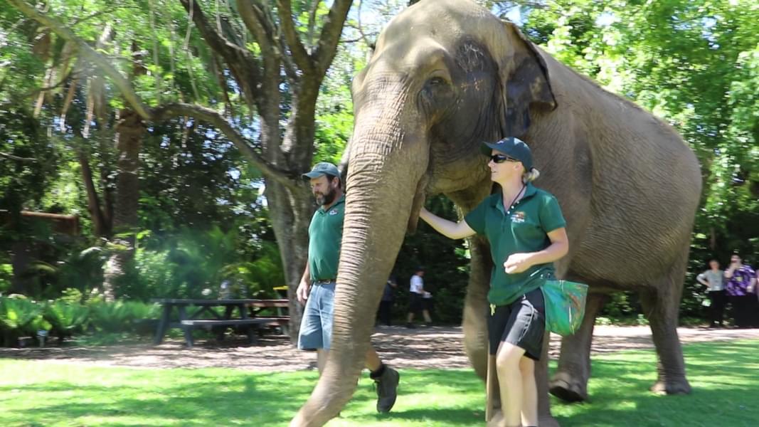 Enjoy walking with elephants
