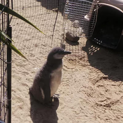 Fairy Penguin Island