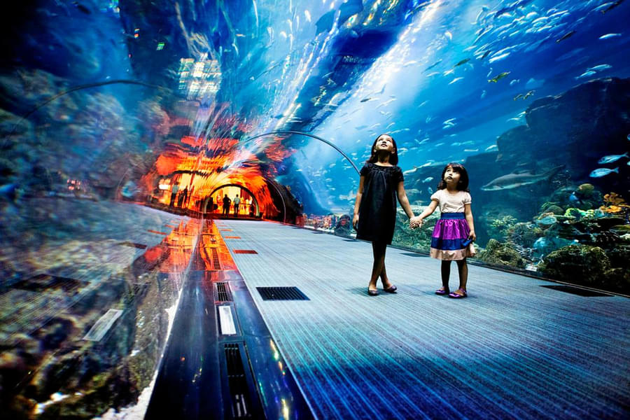 Explore Underwater tunnel which offers a 270-degree view