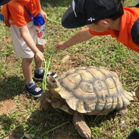 Discover terrapins at the outdoor pond