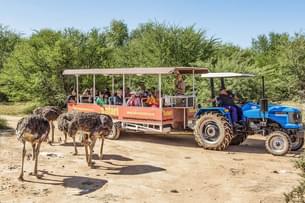 Safari Ostrich Farm Tractor Tour