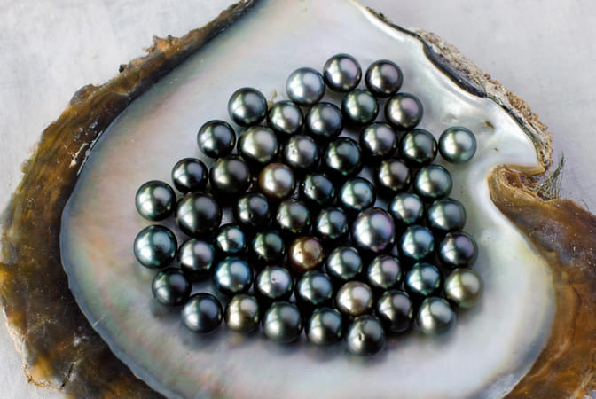 Black Pearl Ocean Farm