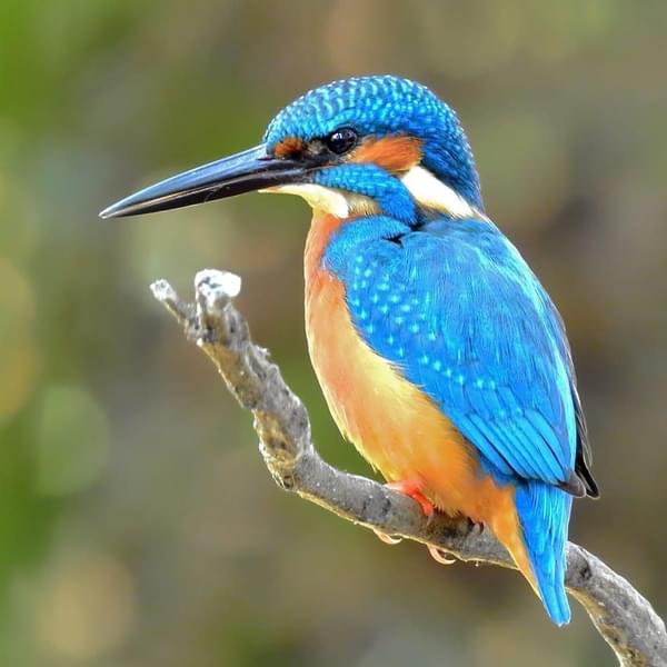 Bird Watching While Boating in Poovar Island Image