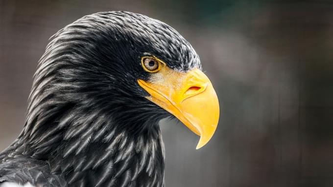 Eagle in Prague Zoo