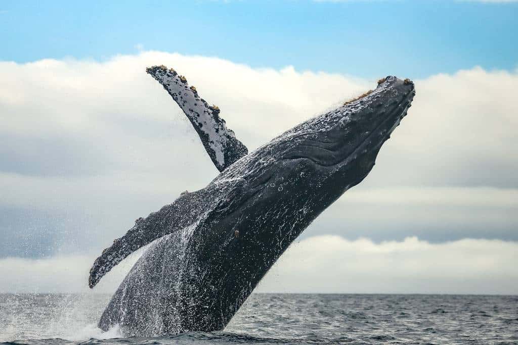Boston Whale Watching Cruise by New England Aquarium