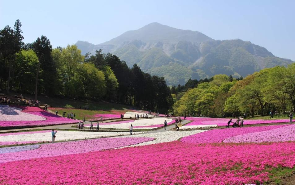 SEIBU One Day Pass, Tokyo Image