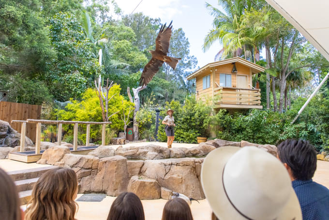 Immerse in the stunning Wild Skies Free Flight Bird Show with majestic birds soaring above