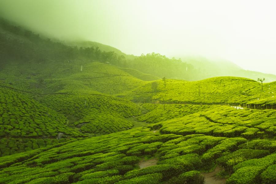 Escapade to Kerala | In the Lap of Nature Image