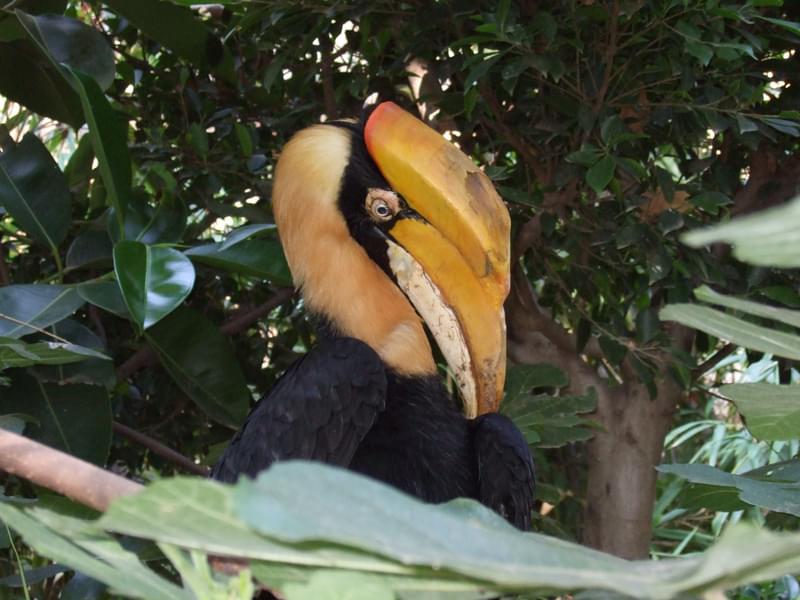 Best Way to Purchase Barcelona Zoo tickets