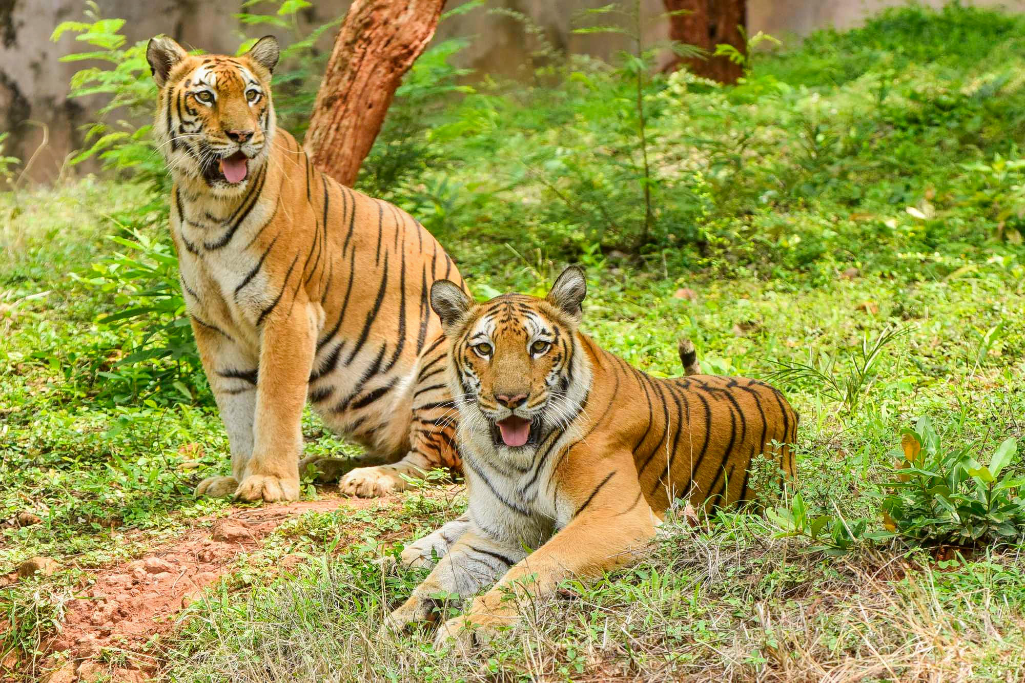 Kakatiya Zoological Park Overview