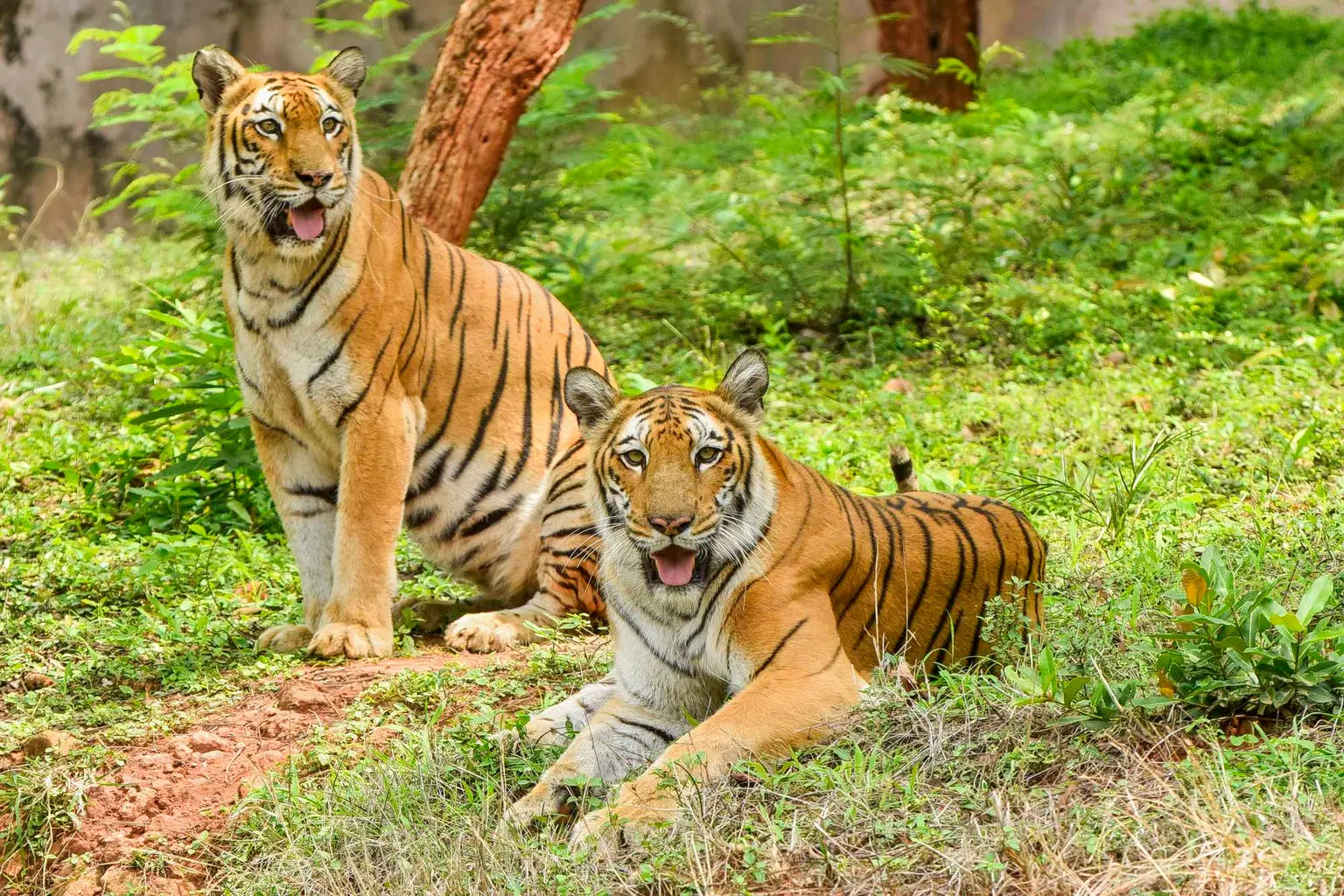 Kakatiya Zoological Park