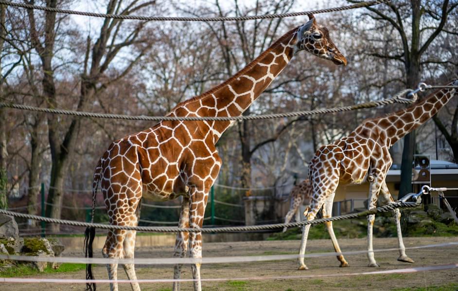 Zoo Frankfurt Tickets Image