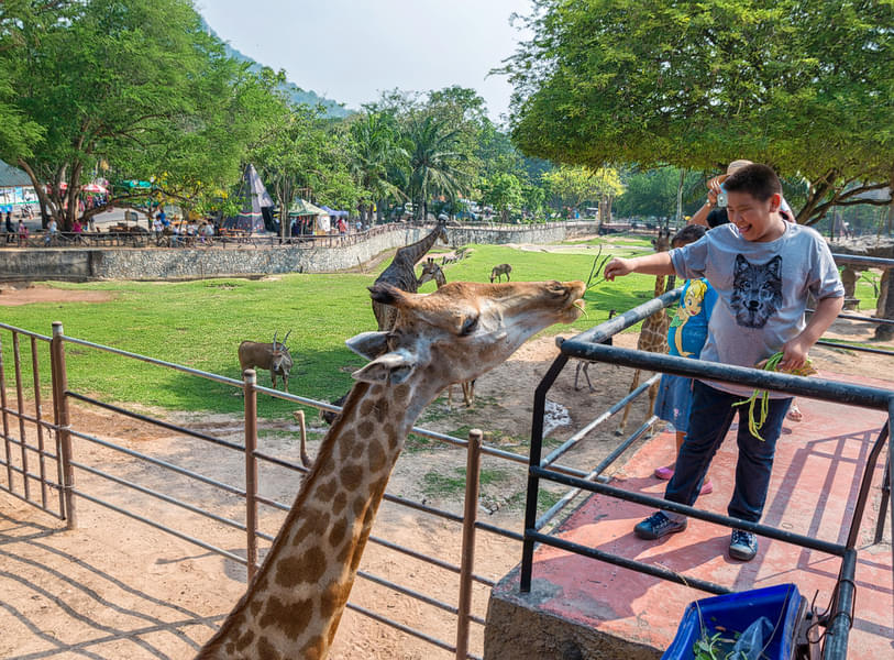Feed Giraffes in the Zoo