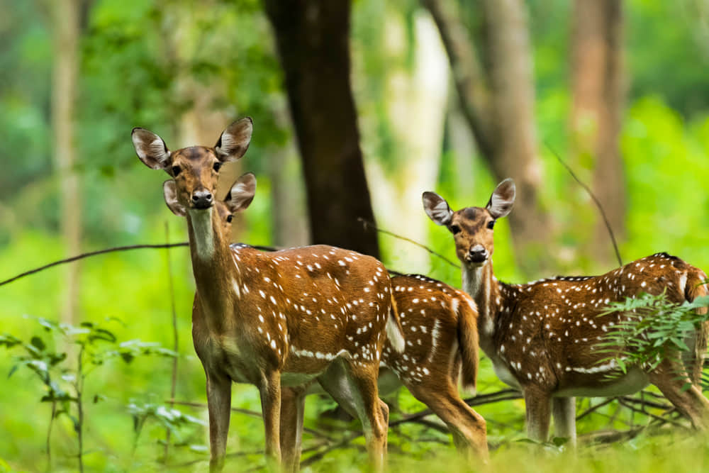 Explore Wayanad Wildlife Sanctuary