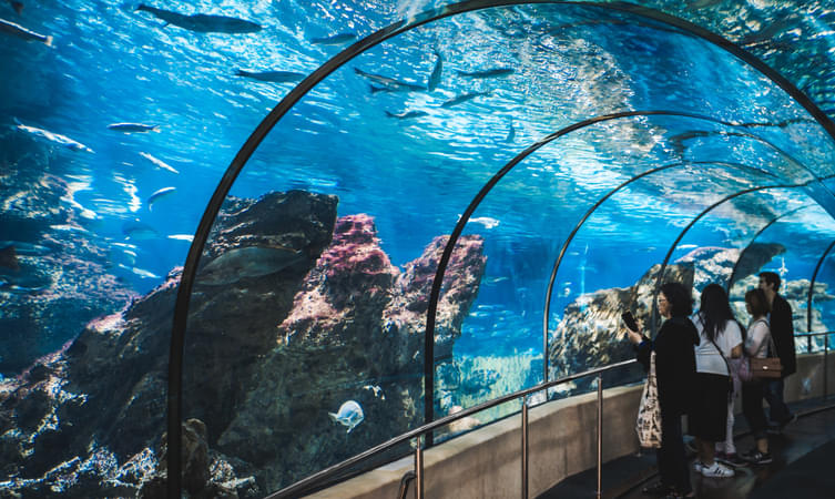 Spend a fun day with amazing creatures of the ocean at the famous Aquarium Barcelona