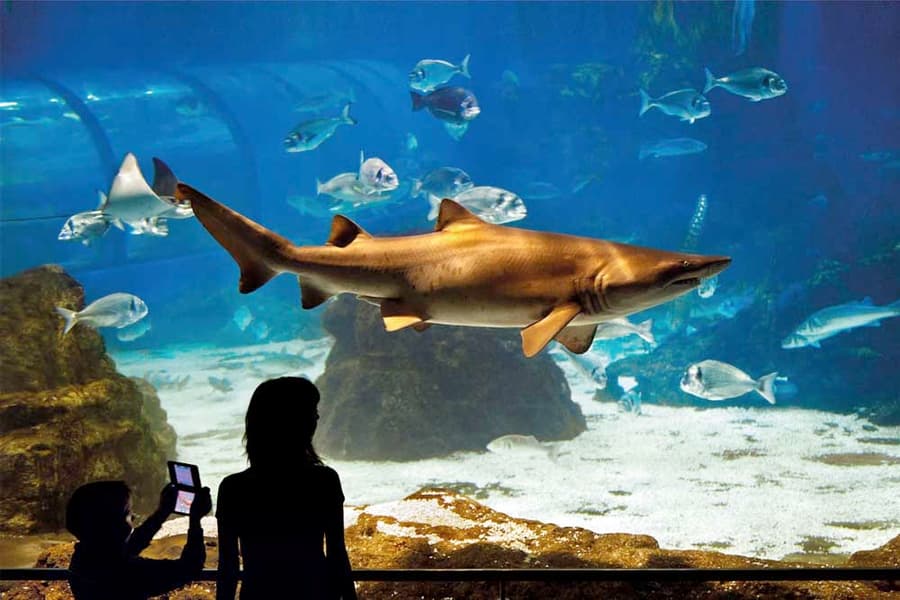 Aquarium Barcelona Tickets Image
