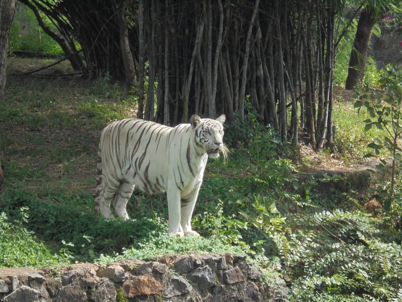 Vandalur Zoo Ticket Image