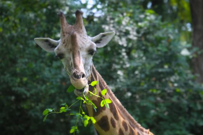 Giraffe ata Bronx Zoo