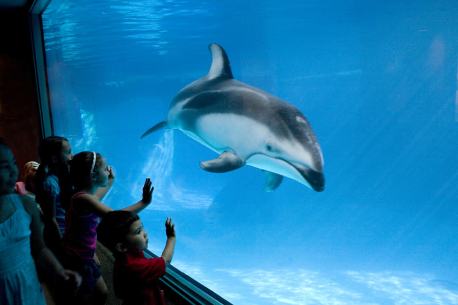 Visit the aquarium with your little ones where they will explore wonderful underwater world 