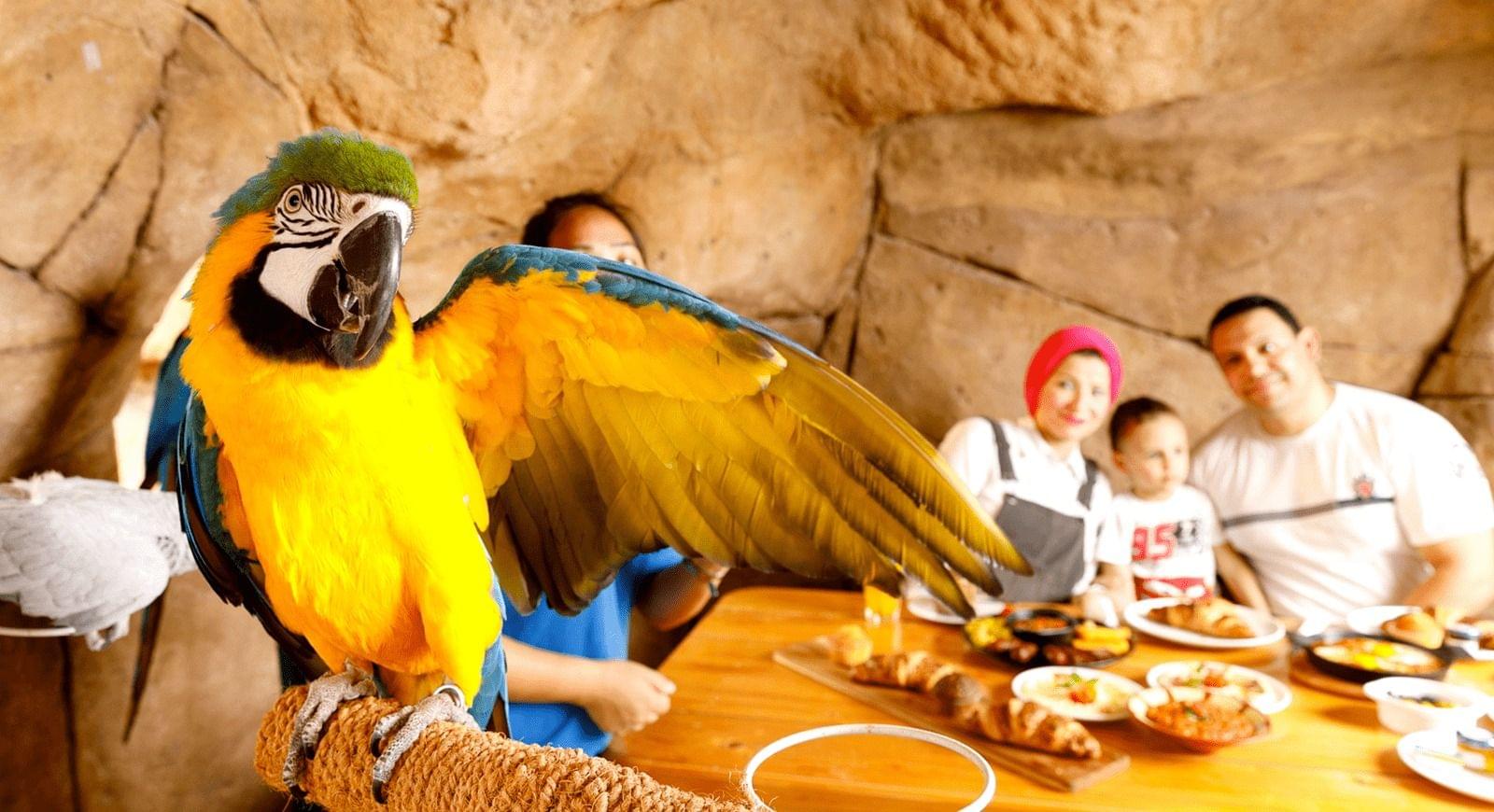 Enjoy Morning Breakfast with Parrots