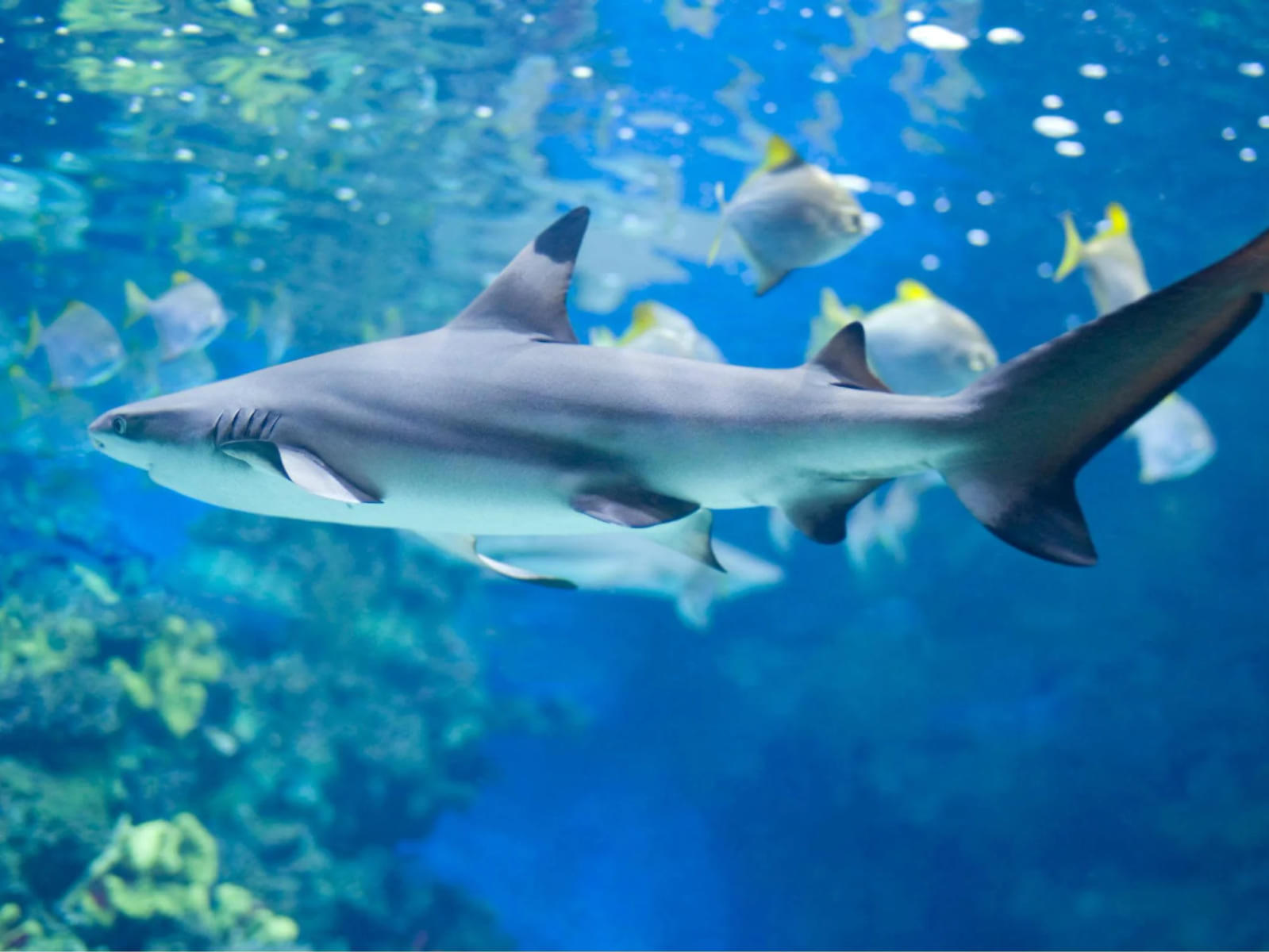 Get up and close to the majestic sharks