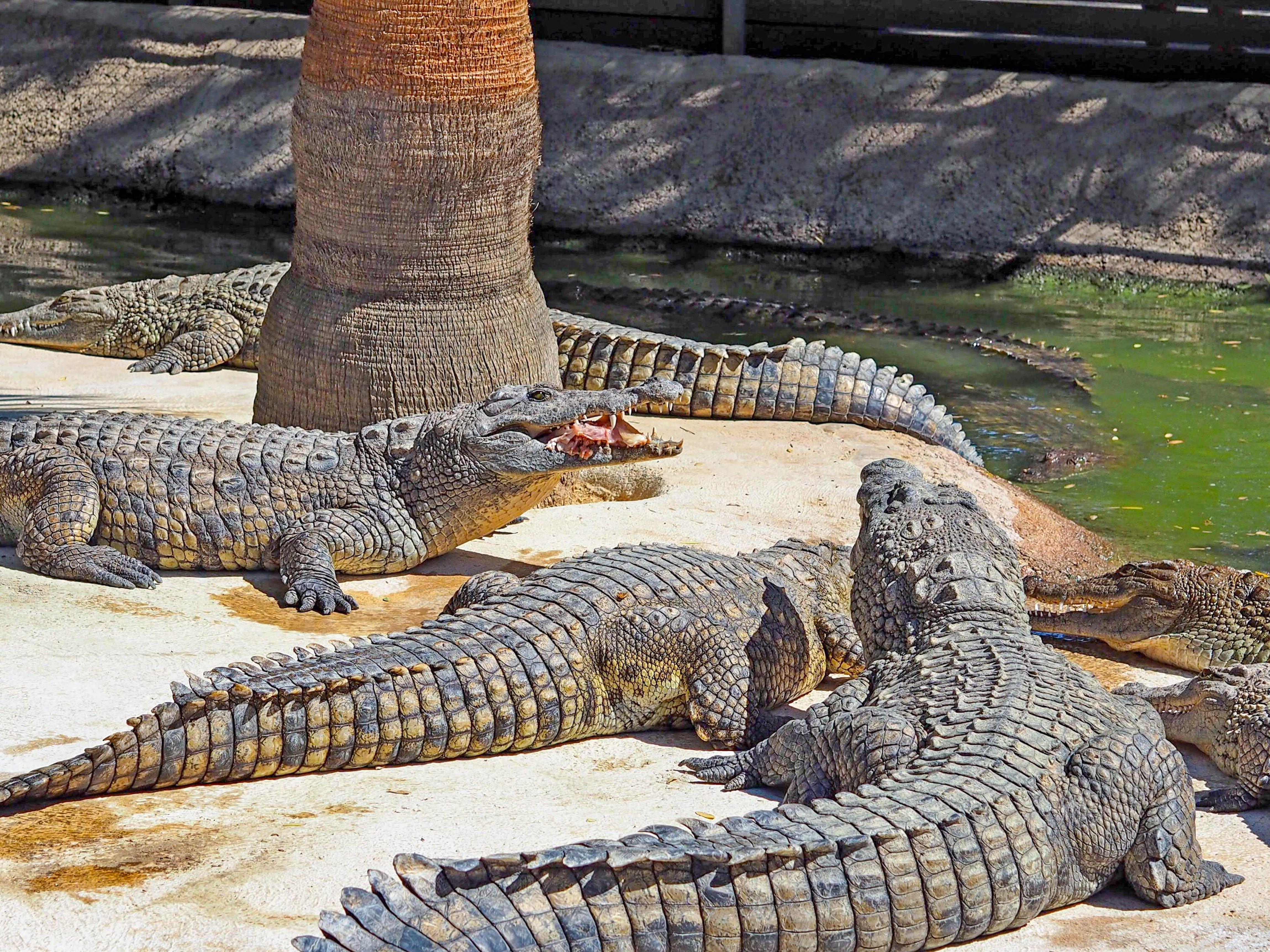 Crocodile Park Tickets