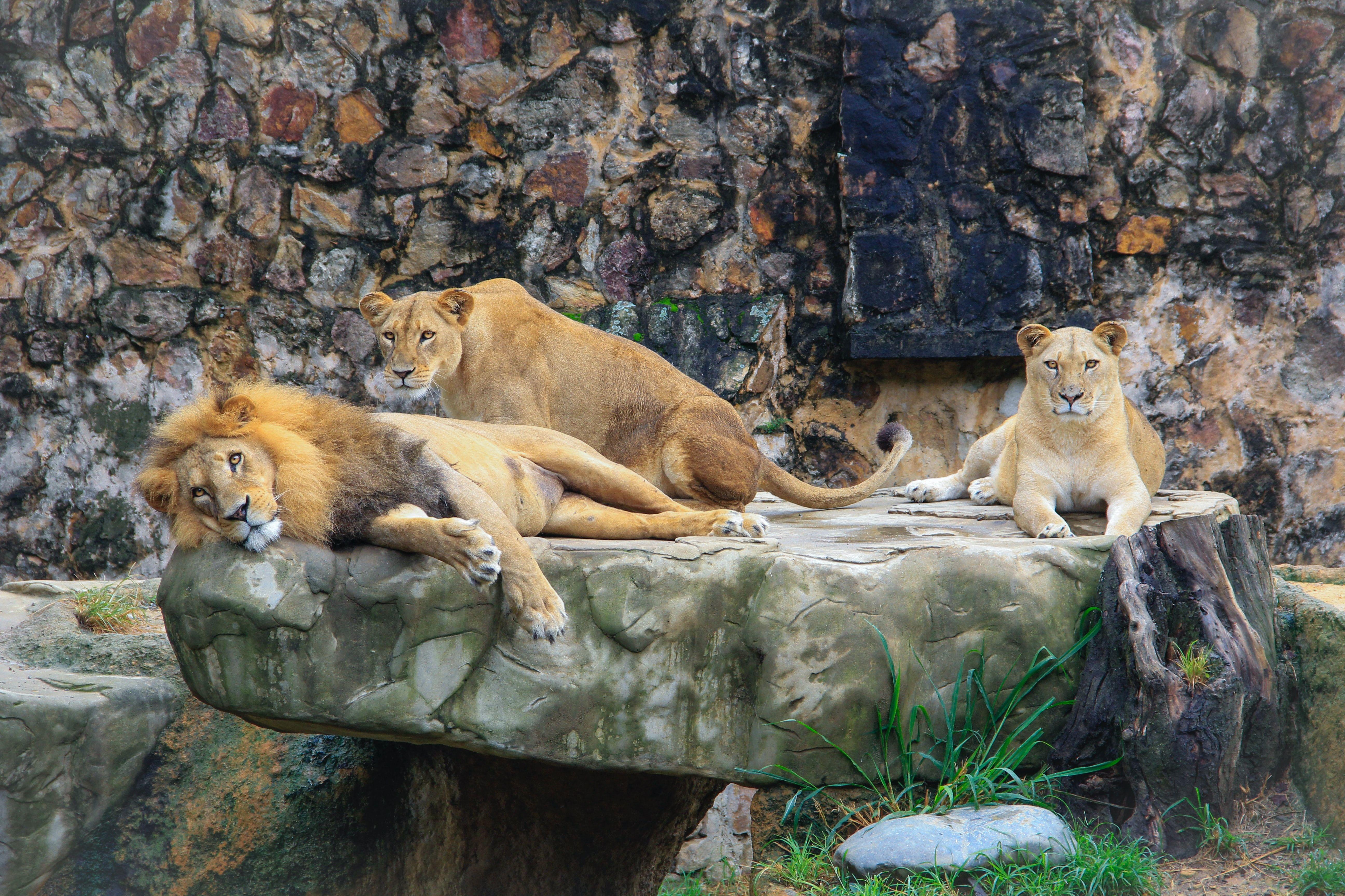 Lions in Asian Zoos