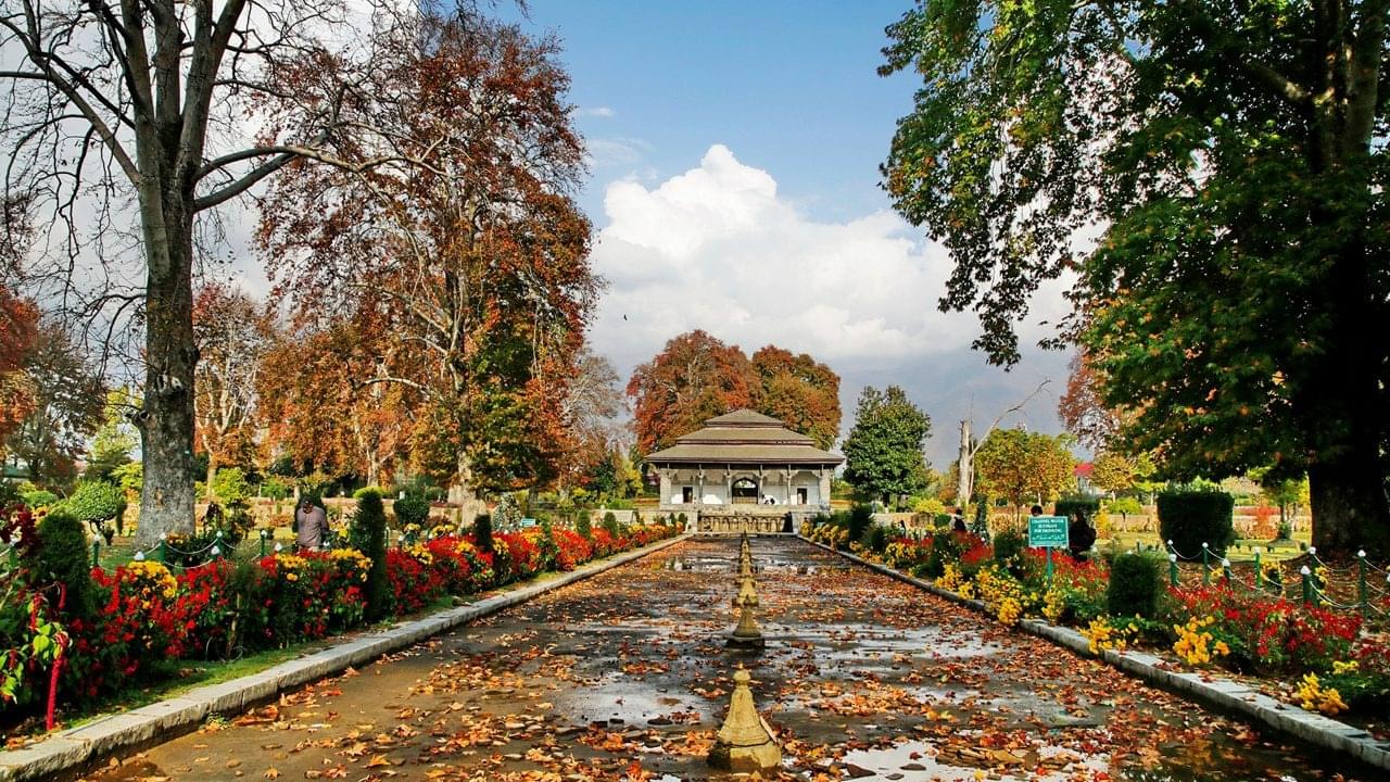 Take a look at the Kashmiri Chinars