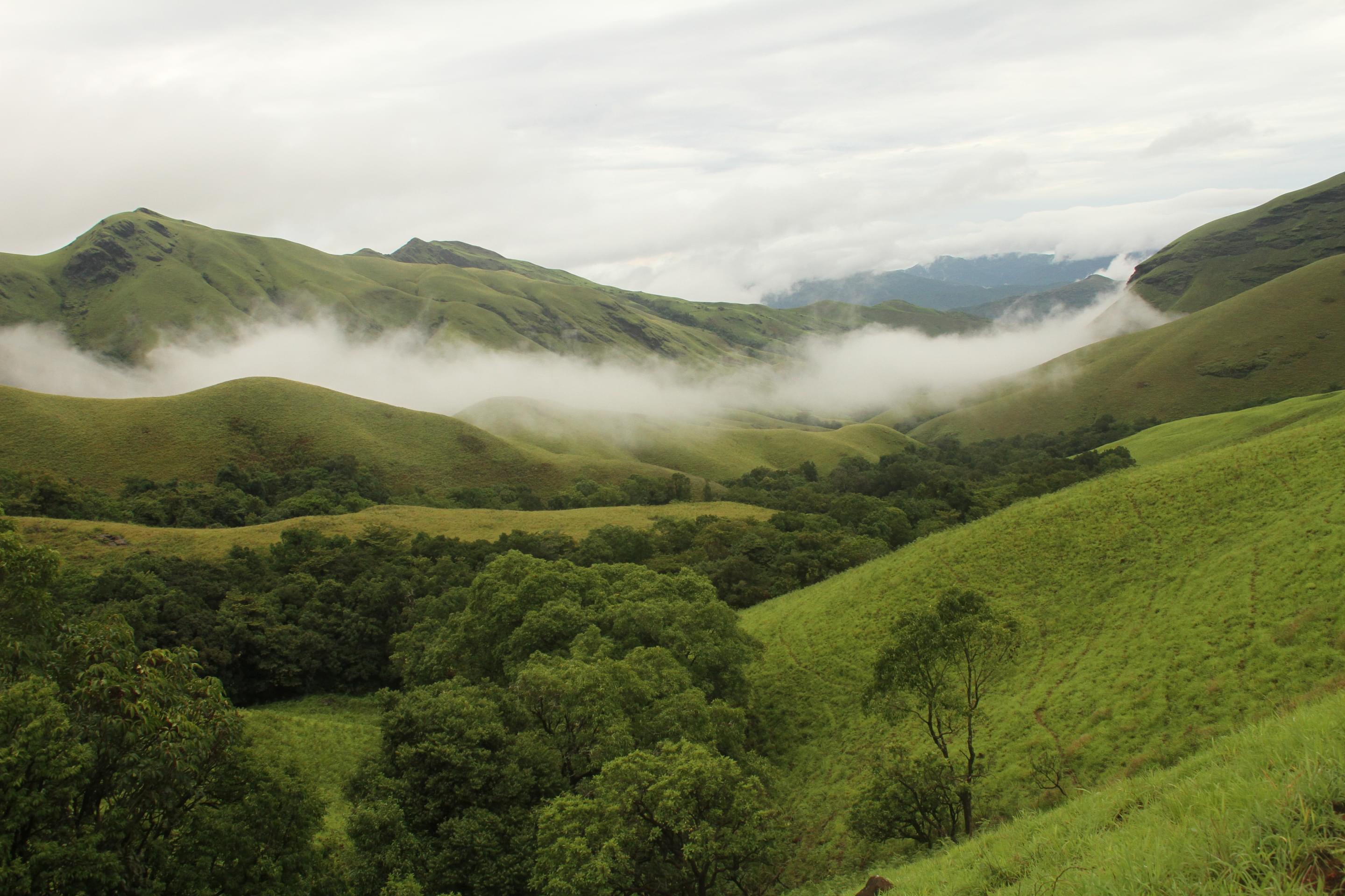 Shola Forest Overview