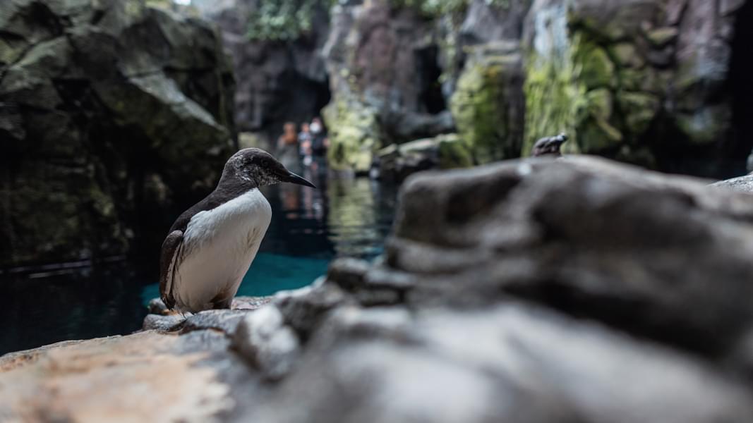Witness penguin’s daily routine activities as you visit Lisbon Zoo