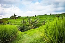 Scenic Rice Field Trekking in Ubud  Image