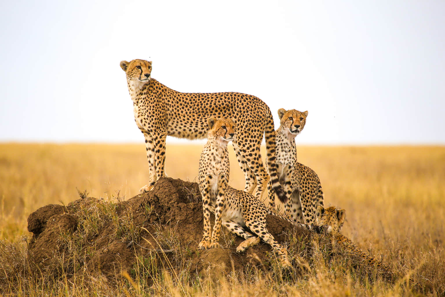 <em>Kenya</em> Tour Packages From Lucknow